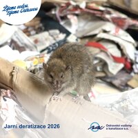 OVAK zahajuje jarní etapu plošné deratizace kanalizační sítě OVAK zahajuje jarní etapu plošné deratizace kanalizační sítě